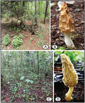 Cytological studies reveal high variation in ascospore number and shape and conidia produced directly from ascospores in Morchella galilaea